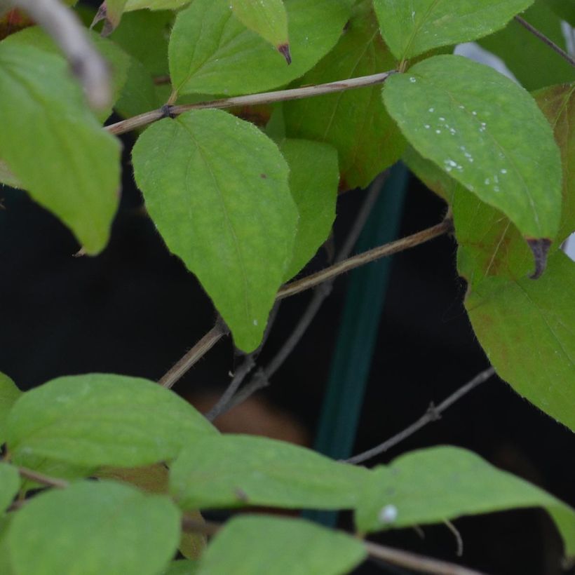 Kolkwitzia amabilis - Beauty Bush (Foliage)