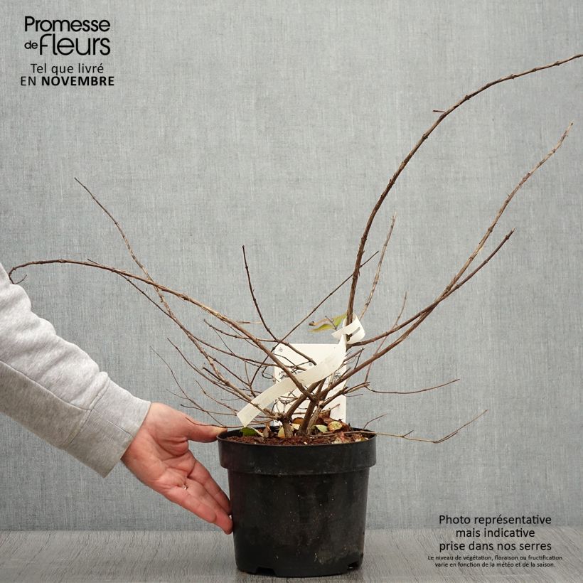 Kolkwitzia amabilis - Beauty Bush 3L/4L pot sample as delivered in autumn