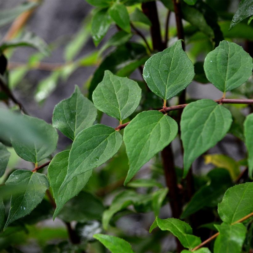 Kolkwitzia amabilis Pink Cloud - Beauty Bush (Foliage)