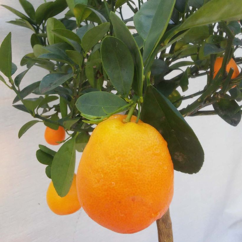 Kumquat Fukushu - Fortunella obovata (Harvest)