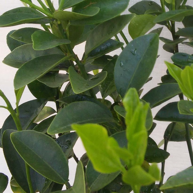 Kumquat Fukushu - Fortunella obovata (Foliage)