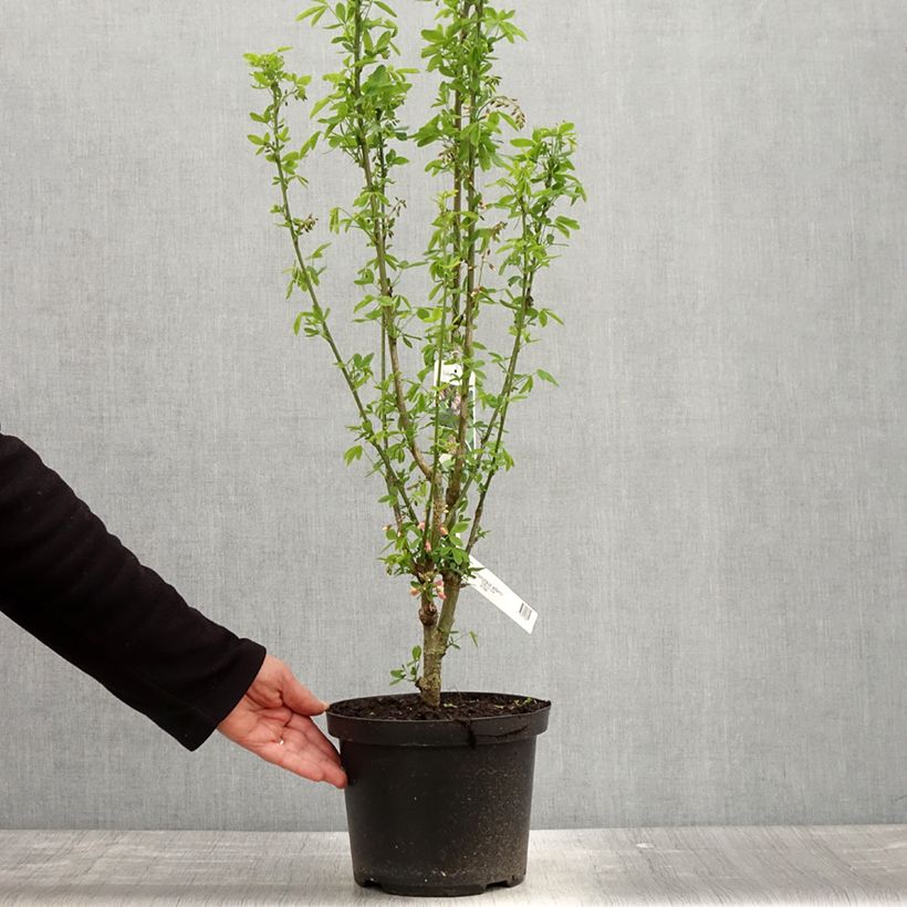 +Laburnocytisus adamii  4L/5L pot sample as delivered in spring