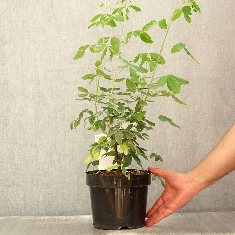 Laburnum anagyroides 3L/4L pot sample as delivered in summer