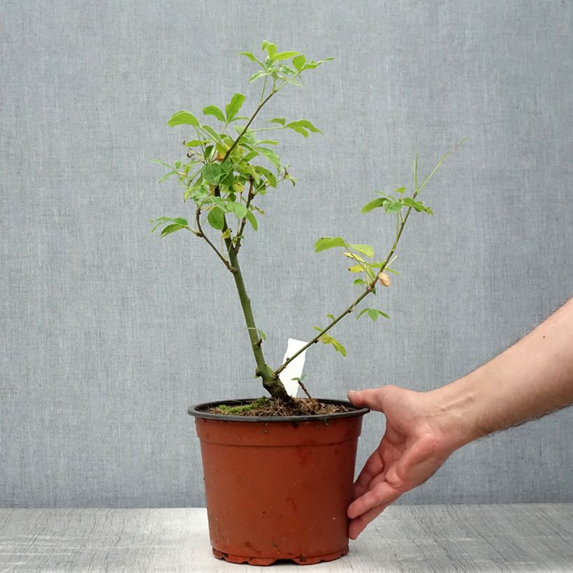 Laburnum x watereri Vossii 3L/4L pot sample as delivered in summer