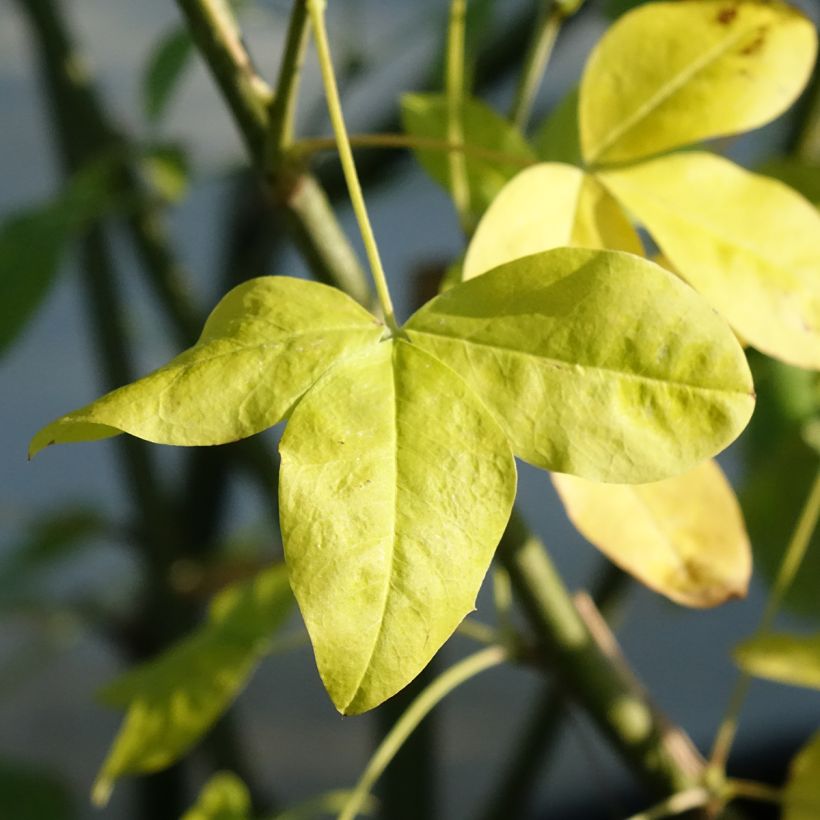 Laburnum x watereri Vossii (Foliage)