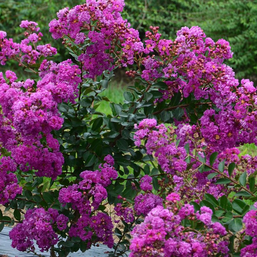 Lagerstroemia indica Indyvio Summer Violet - Crape Myrtle (Flowering)