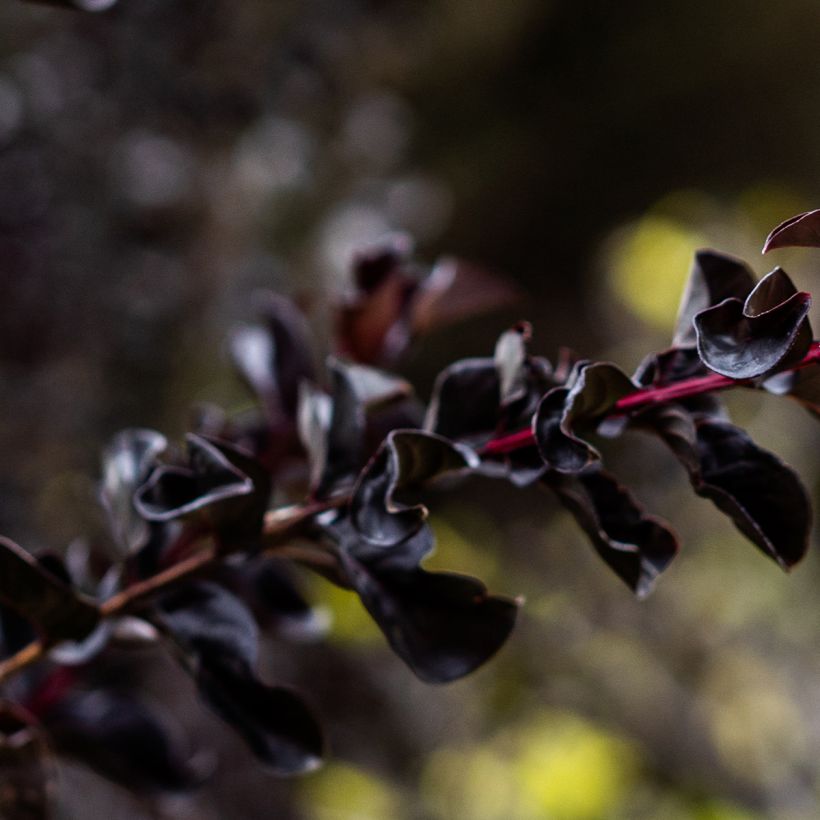 Lagerstroemia indica Black Diamond Lavender Lace - Crape Myrtle (Foliage)