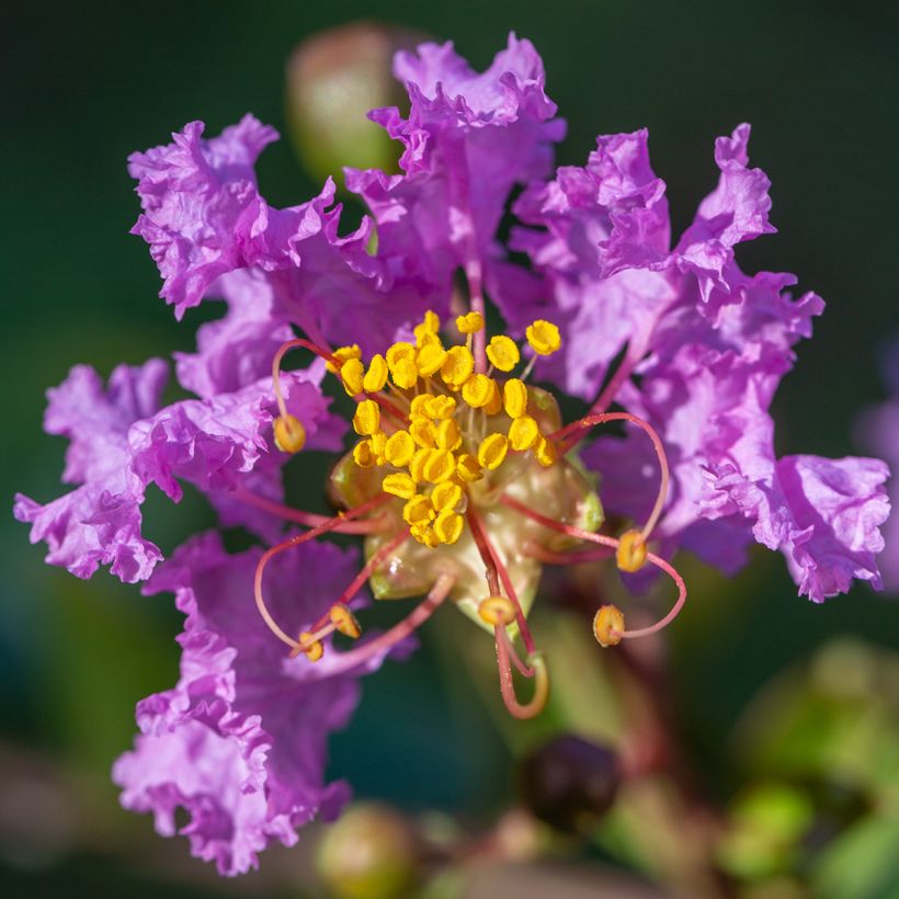 Lagerstroemia indica Black Diamond Lavender Lace - Crape Myrtle (Flowering)