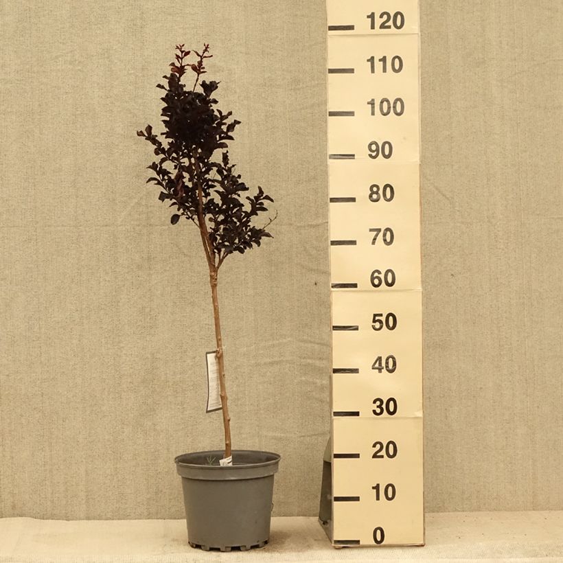 Lagerstroemia indica Black Diamond Lavender Lace - Crape Myrtle 7.5L/10L pot sample as delivered in summer