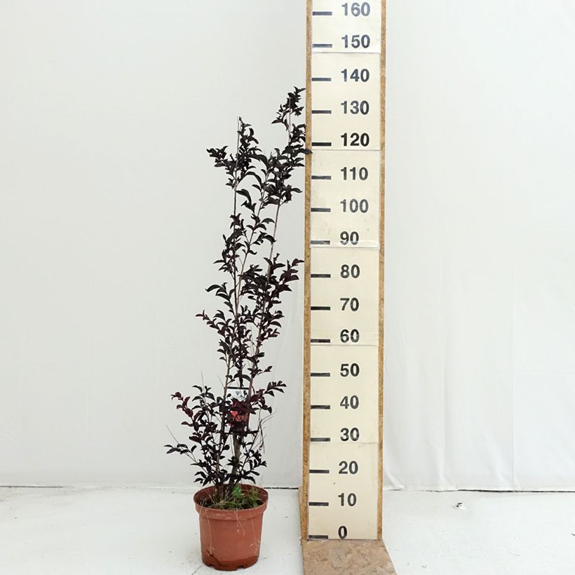 Lagerstroemia indica Black Solitaire Crimson Red - Crape Myrtle 3L/4L pot sample as delivered in summer