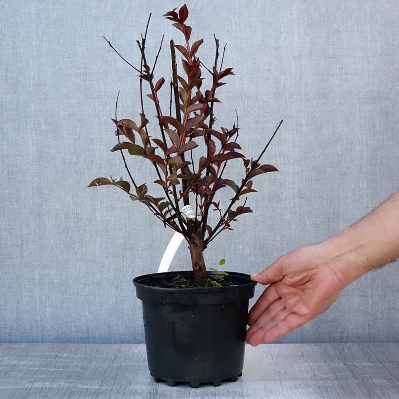 Lagerstroemia indica Black Solitaire Purely Purple - Crape Myrtle 3L/4L pot sample as delivered in summer