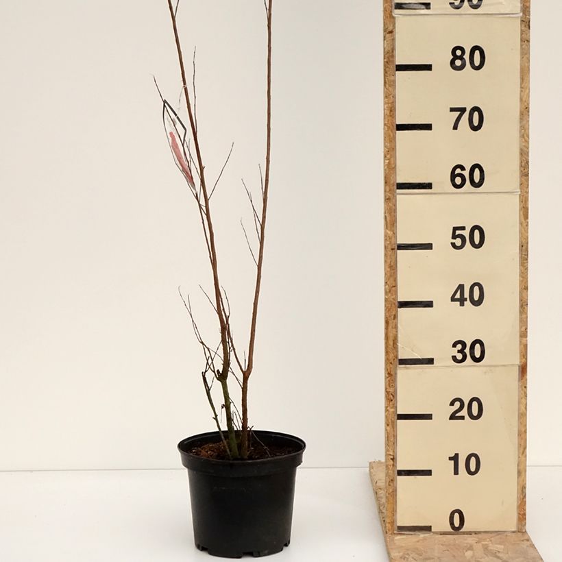 Lagerstroemia indica Black Solitaire Red Hot - Crape Myrtle 4L/5L pot sample as delivered in winter