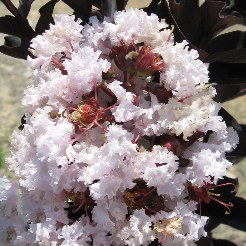 Lagerstroemia indica Black Solitaire Blush - Crape Myrtle (Flowering)