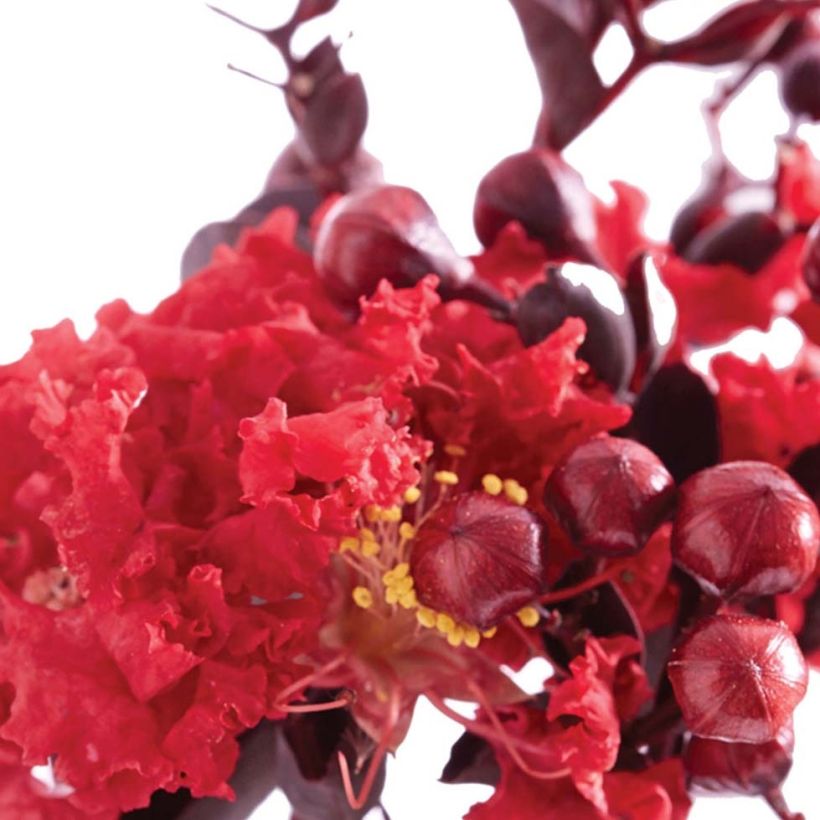 Lagerstroemia indica Black Solitaire Crimson Red - Crape Myrtle (Flowering)