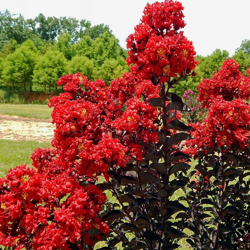 Lagerstroemia indica Black Solitaire Red Hot - Crape Myrtle (Flowering)