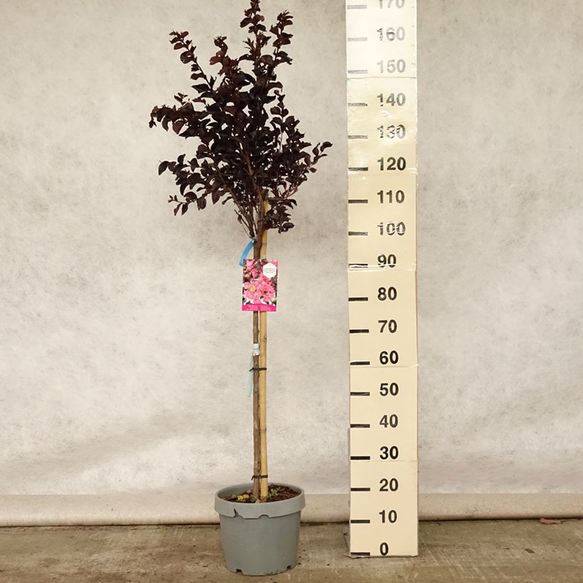 Lagerstroemia indica Black Solitaire Shell Pink - Crape Myrtle 7.5L/10L pot sample as delivered in summer