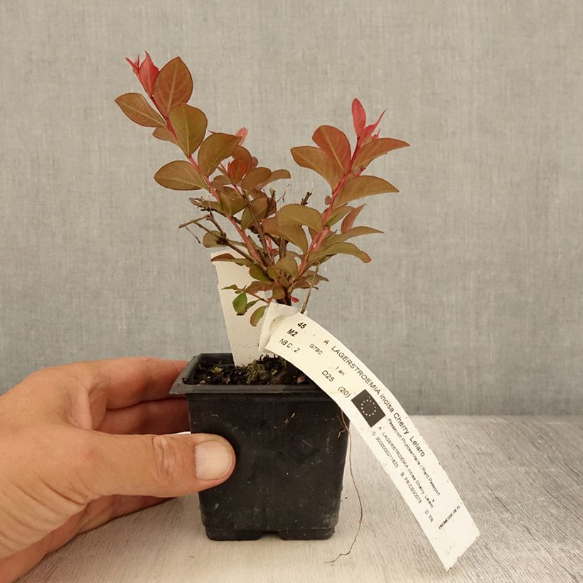 Lagerstroemia indica Cherry Lelaro - Crape Myrtle 8/9 cm pot sample as delivered in summer