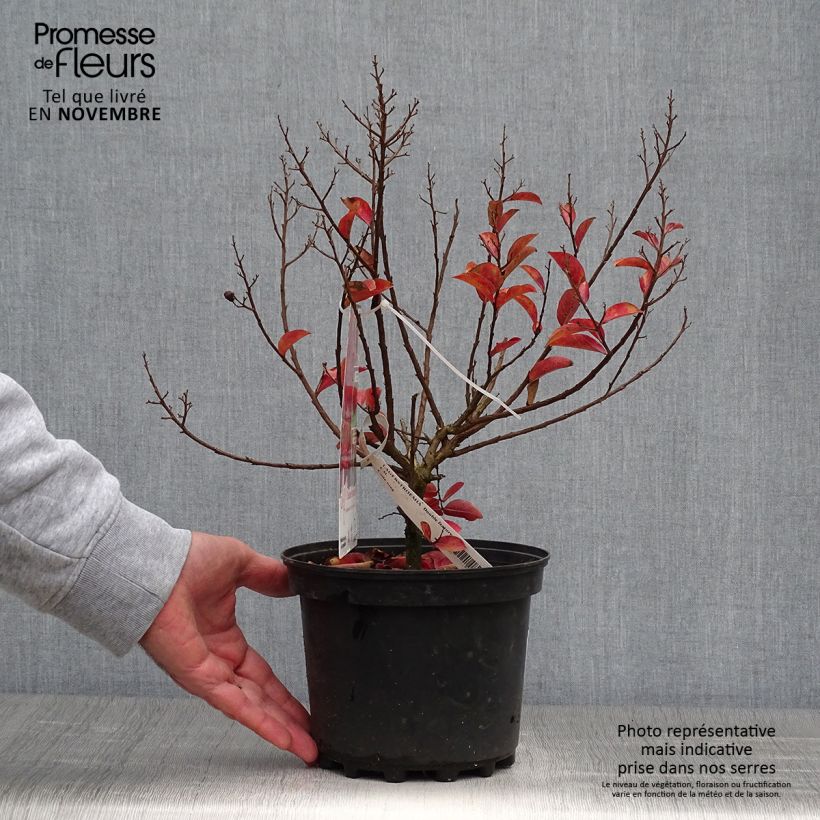 Lagerstroemia indica Play It Again Double Feature - Crape Myrtle 2L/3L pot sample as delivered in autumn