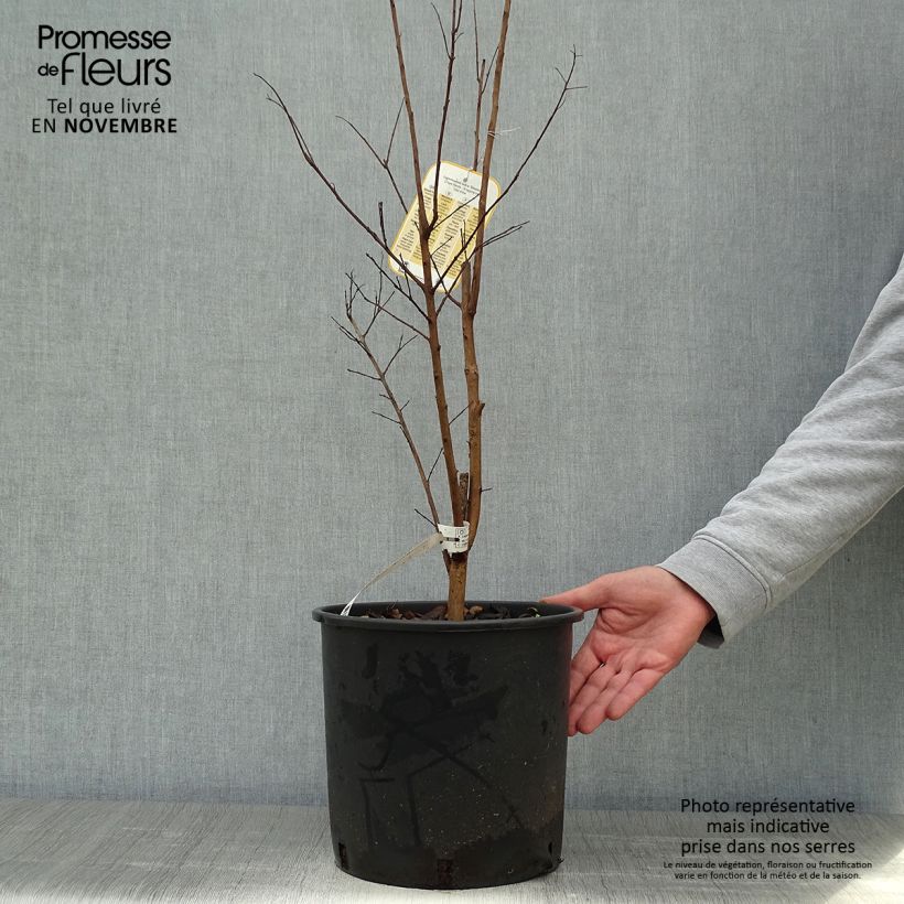 Lagerstroemia indica Dynamite - Crape Myrtle 7.5L/10L pot sample as delivered in autumn