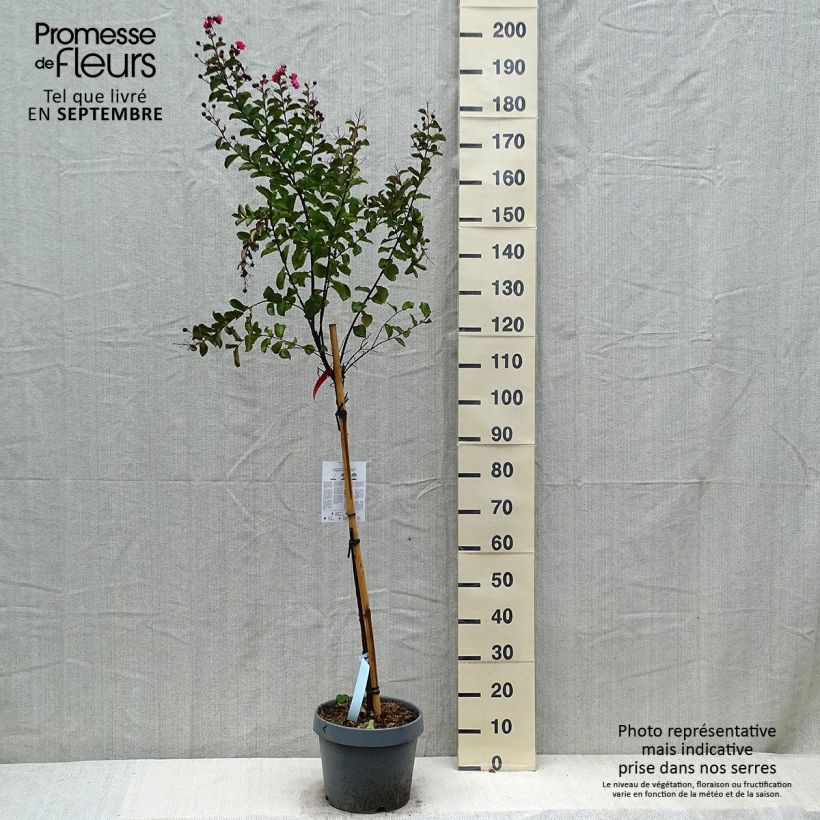 Lagerstroemia indica Dynamite - Crape Myrtle 7.5L/10L pot sample as delivered in autumn
