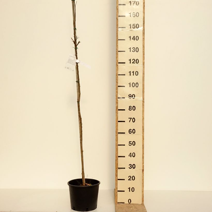 Lagerstroemia indica Dynamite - Crape Myrtle 7.5L/10L pot sample as delivered in spring
