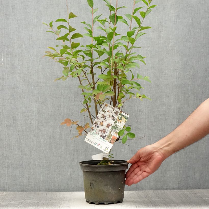 Lagerstroemia indica Kimono - Crape Myrtle 3L/4L pot sample as delivered in summer