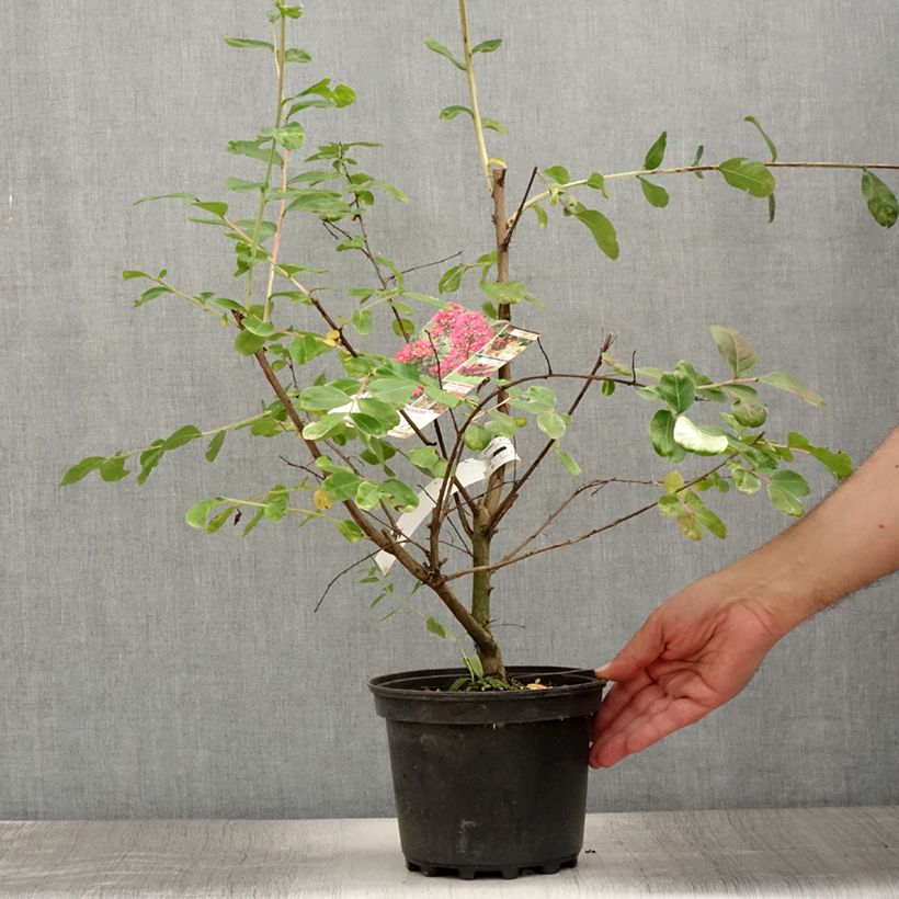 Lagerstroemia indica Monsoon - Crape Myrtle 3L/4L pot sample as delivered in summer