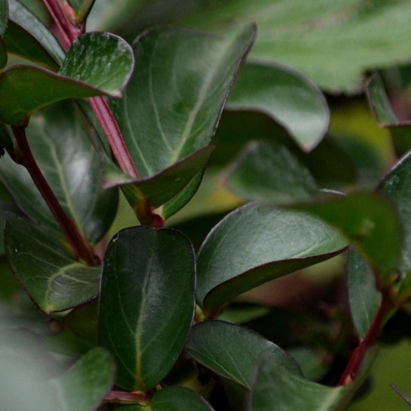 Lagerstroemia indica Mauve - Crape Myrtle (Foliage)