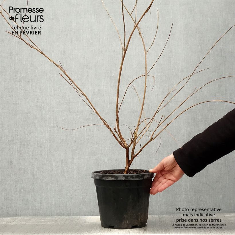 Lagerstroemia indica Nivea - Crape Myrtle 6L/7L pot sample as delivered in winter