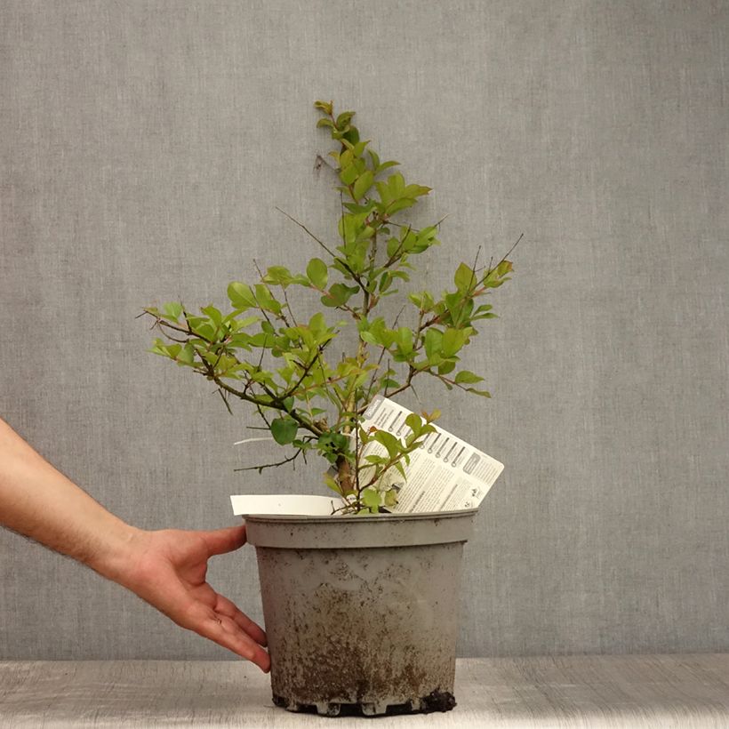 Lagerstroemia indica Pecharmant - Crape Myrtle 7.5L/10L pot sample as delivered in summer