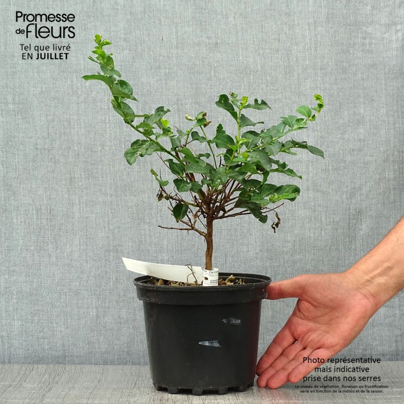 Lagerstroemia indica Petite Canaille mauve - Crape Myrtle 3L/4L pot sample as delivered in summer