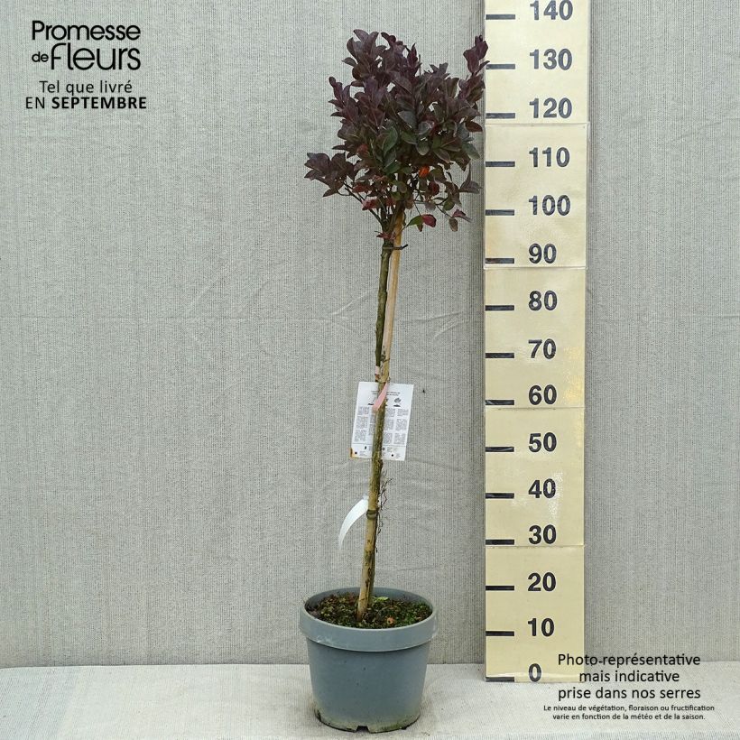 Lagerstroemia indica Pink Velours - Crape Myrtle 7.5L/10L pot sample as delivered in summer