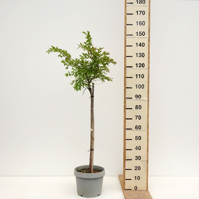 Lagerstroemia indica Pixie White - Crape Myrtle 7.5L/10L pot sample as delivered in spring