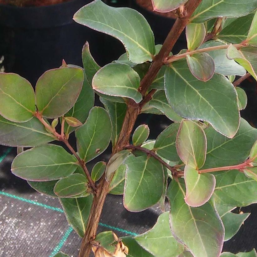 Lagerstroemia indica Summer Beauty Centennial - Crape Myrtle (Foliage)