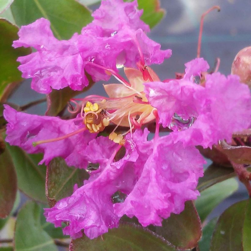 Lagerstroemia indica Summer Beauty Centennial - Crape Myrtle (Flowering)