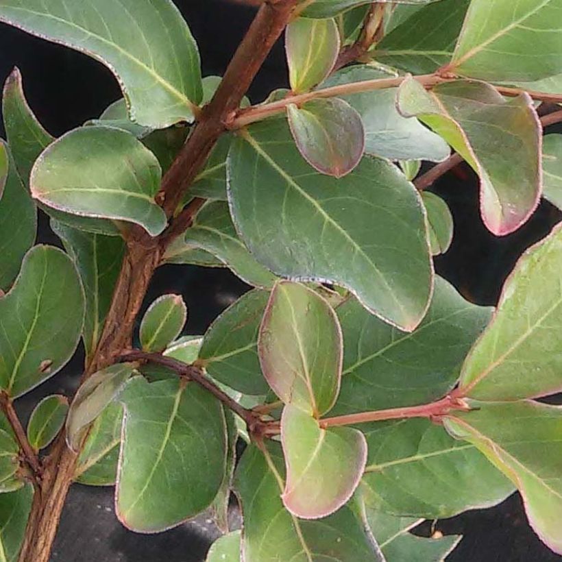Lagerstroemia indica Summer Beauty Ozark Spring - Crape Myrtle (Foliage)