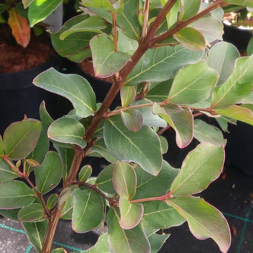 Lagerstroemia indica Summer Beauty Victor - Crape Myrtle (Foliage)