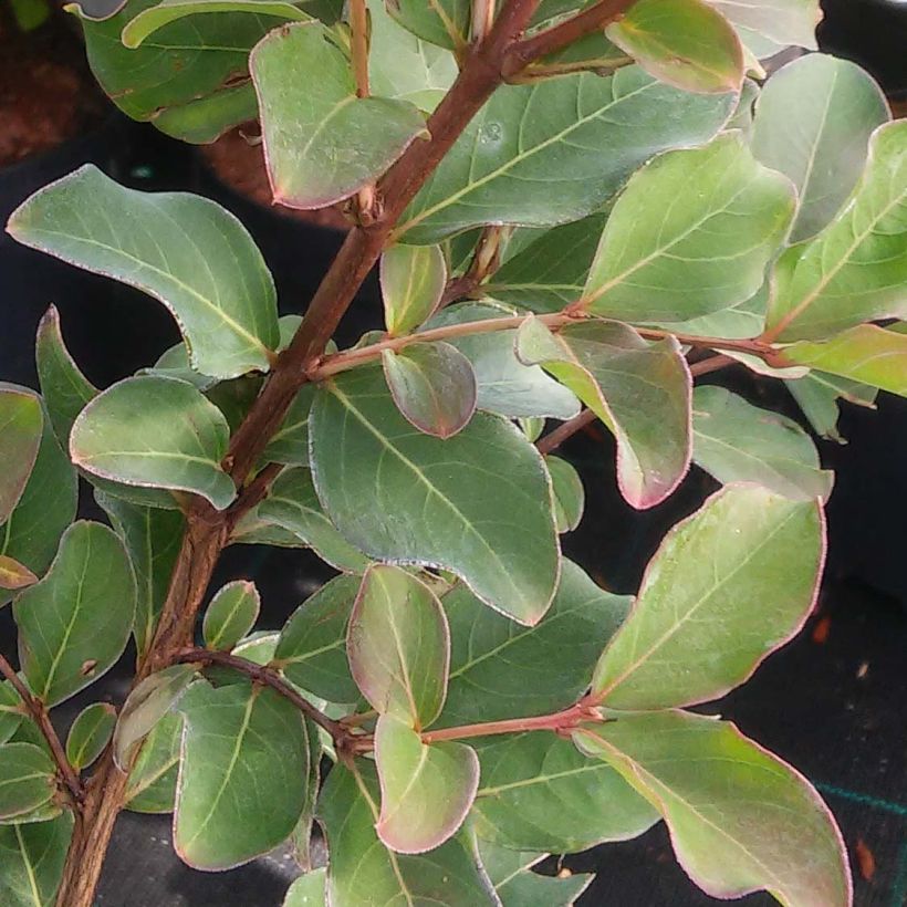 Lagerstroemia indica Summer Charm Acoma - Crape Myrtle (Foliage)