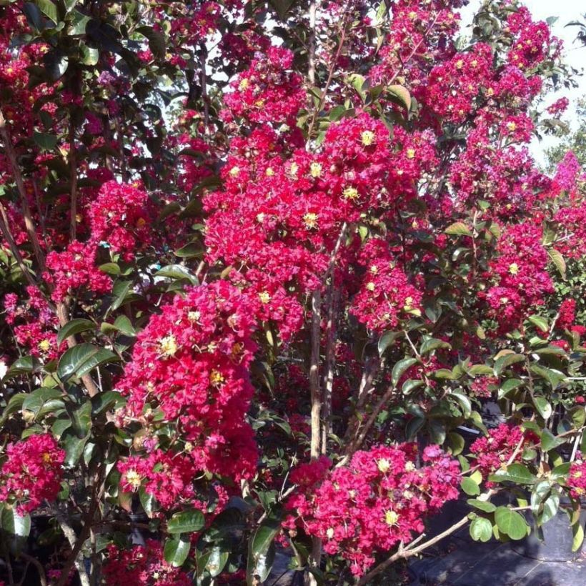 Lagerstroemia Summer Charm Arapaho - Crape Myrtle (Flowering)