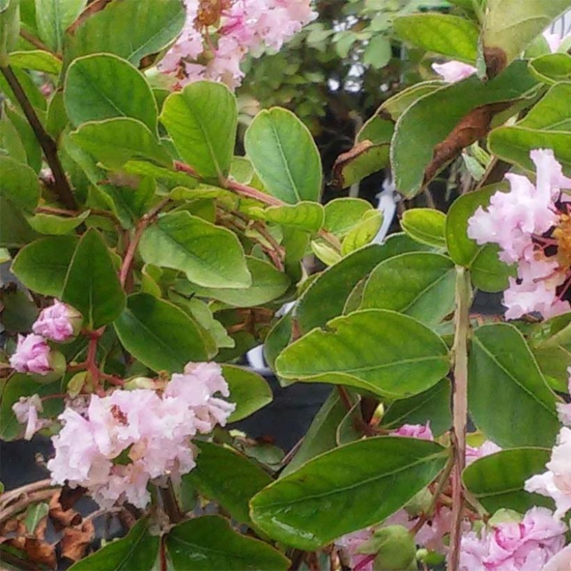 Lagerstroemia indica Summer Charm Hopi - Crape Myrtle (Foliage)