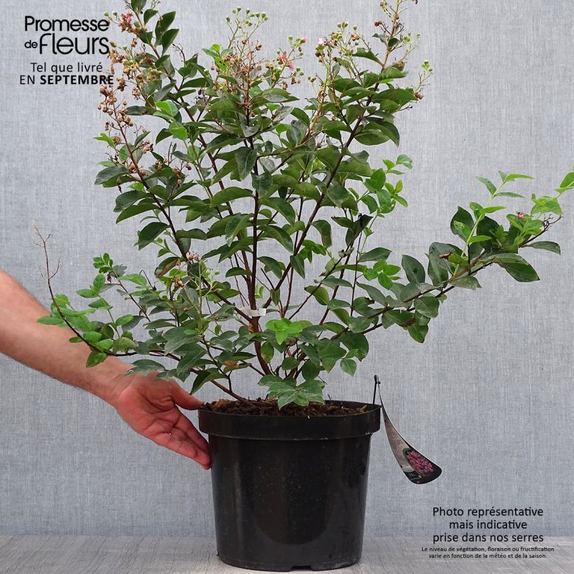 Lagerstroemia indica Summer Charm Hopi - Crape Myrtle 7.5L/10L pot sample as delivered in autumn