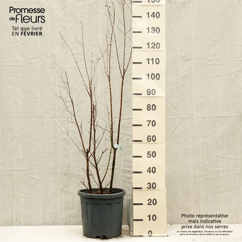 Lagerstroemia Summer Charm Tonto - Crape Myrtle 7.5L/10L pot sample as delivered in winter