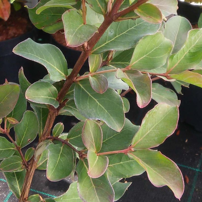 Lagerstroemia indica Summer Charm Tuscarora - Crape Myrtle (Foliage)