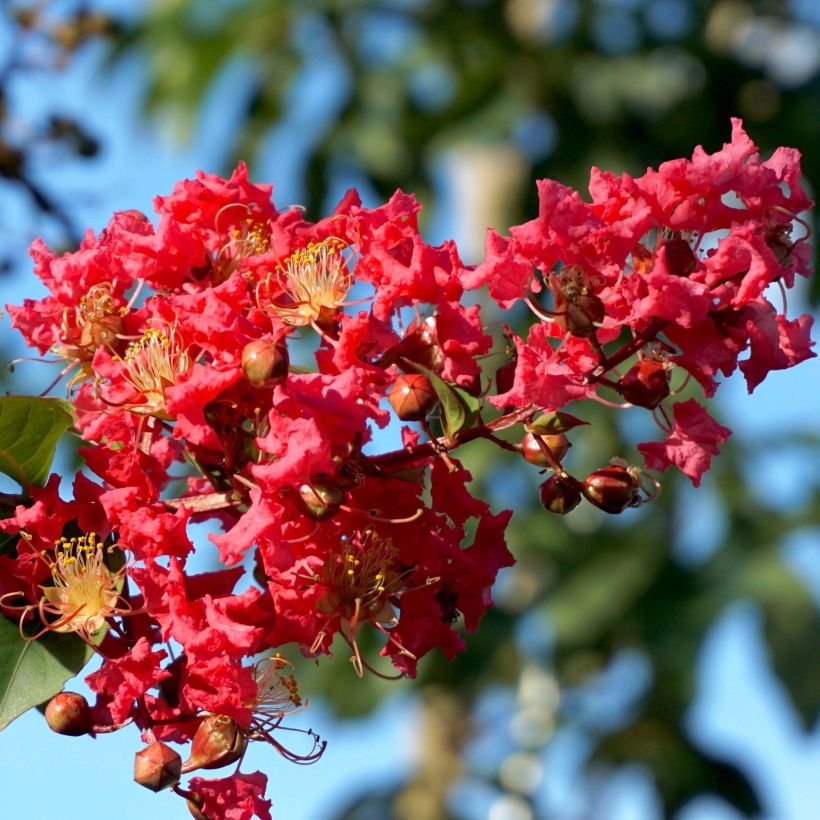 Lagerstroemia indica Summer Charm Tuscarora - Crape Myrtle (Flowering)