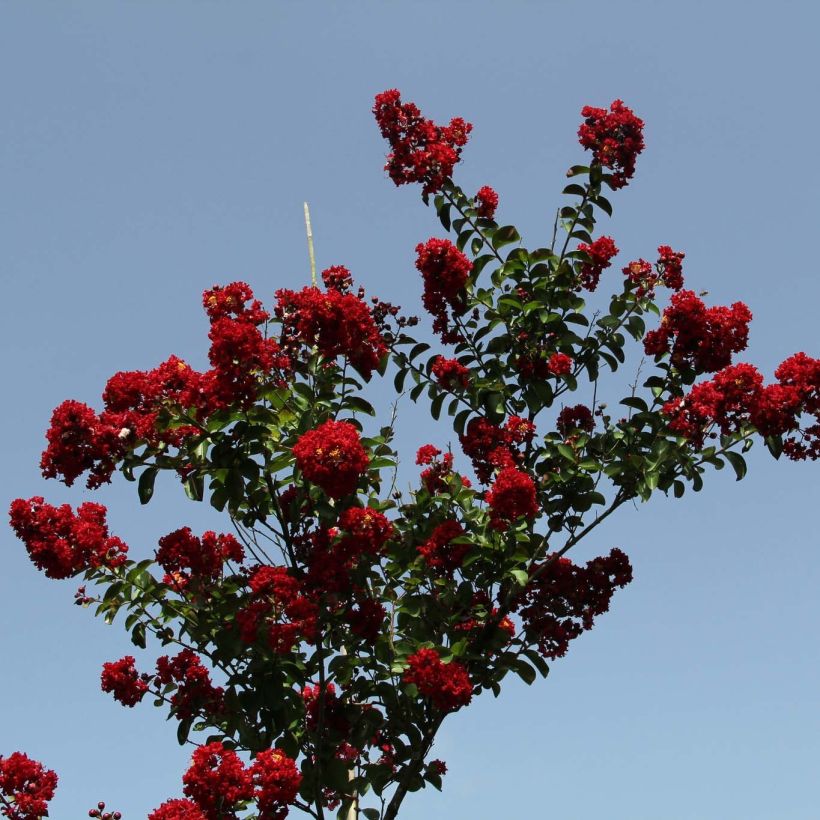 Lagerstroemia indica Summer Charm Tuscarora - Crape Myrtle (Plant habit)