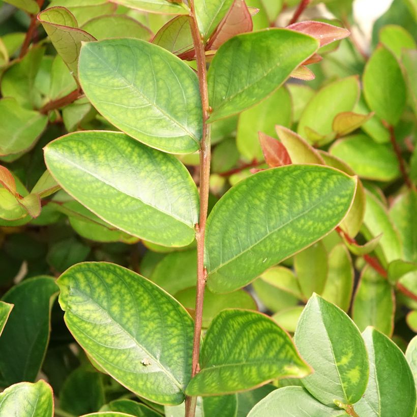 Lagerstroemia indica Terrace Rose - Crape Myrtle (Foliage)