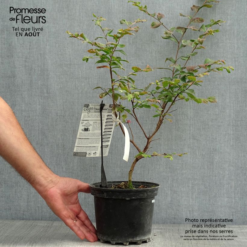 Lagerstroemia indica Terre Chinoise - Crape Myrtle 3L/4L pot sample as delivered in summer