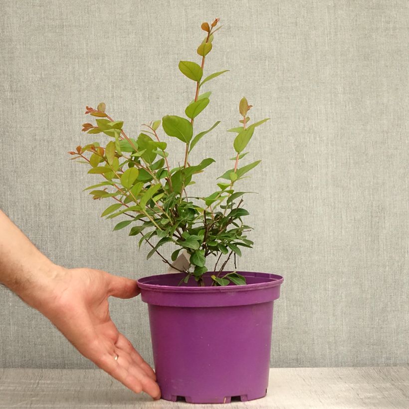 Lagerstroemia indica Indyvio Summer Violet - Crape Myrtle 3L/4L pot sample as delivered in summer