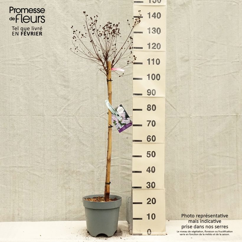 Lagerstroemia indica With Love Babe - Crape Myrtle 7.5L/10L pot sample as delivered in winter