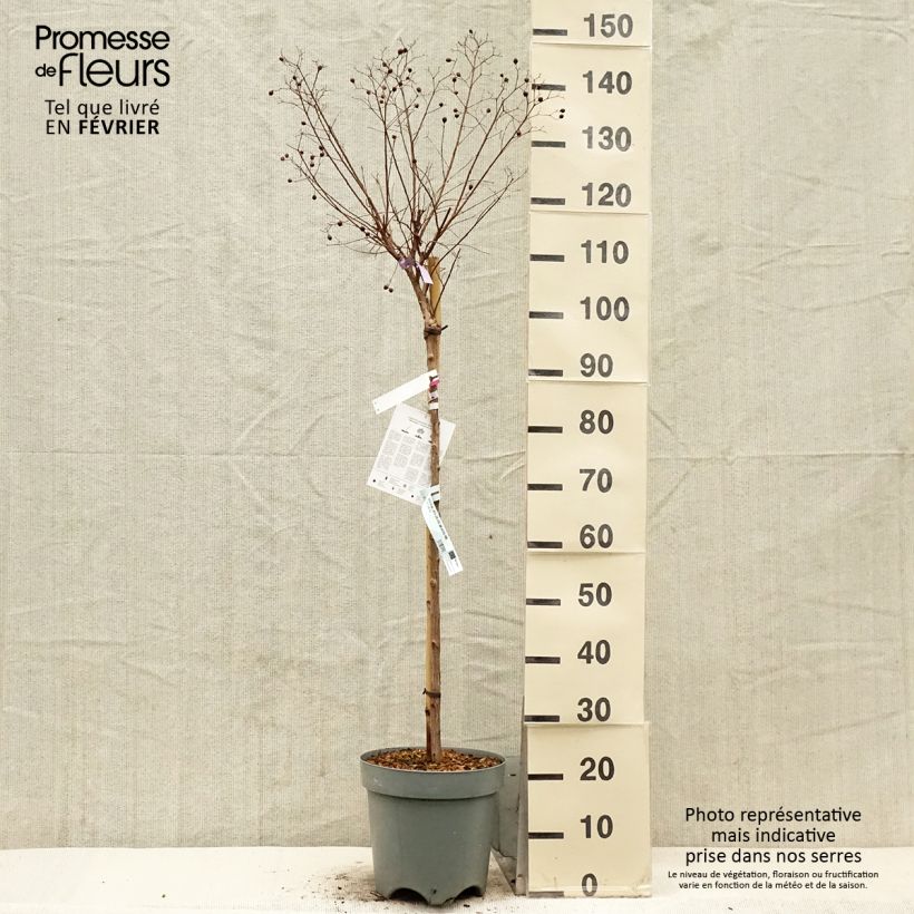 Lagerstroemia indica With Love Kiss - Crape Myrtle 7.5L/10L pot sample as delivered in winter